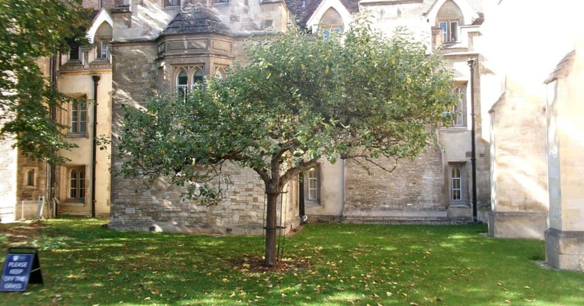 Newton's Apple Tree Cambridge: a complete guide to science's most iconic landmark